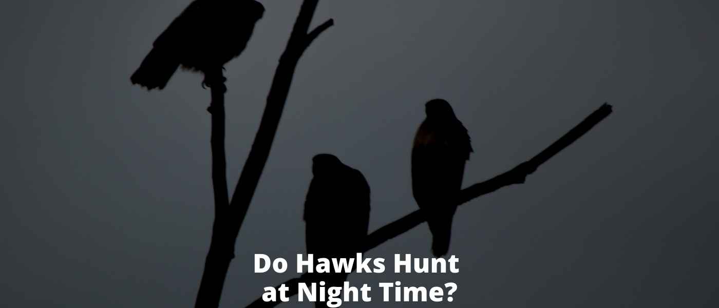 Do Hawks Hunt at Night Time?