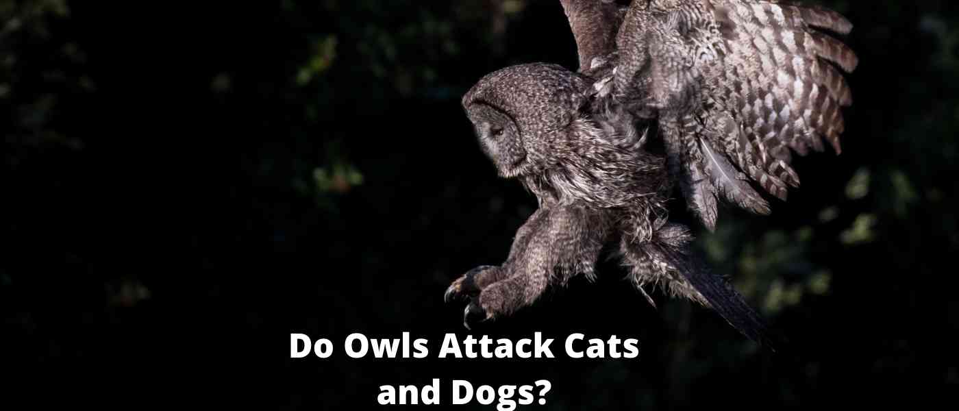 Do Owls Attack Cats and Dogs?