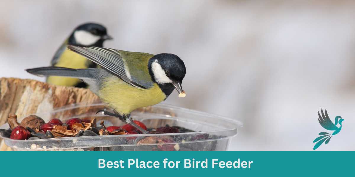 Creating a Bird-Friendly Garden: Where's the Best Place for Bird Feeder?