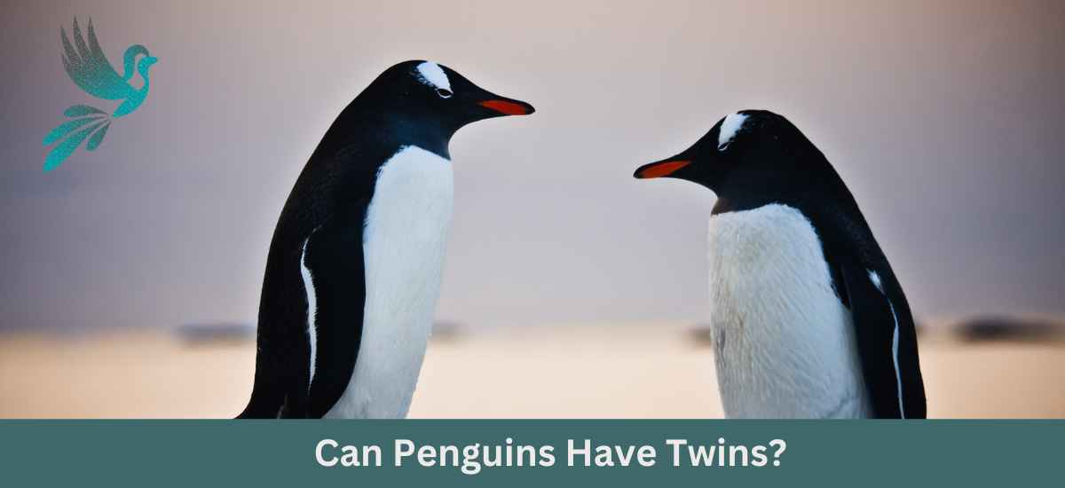Can Penguins Have Twins?