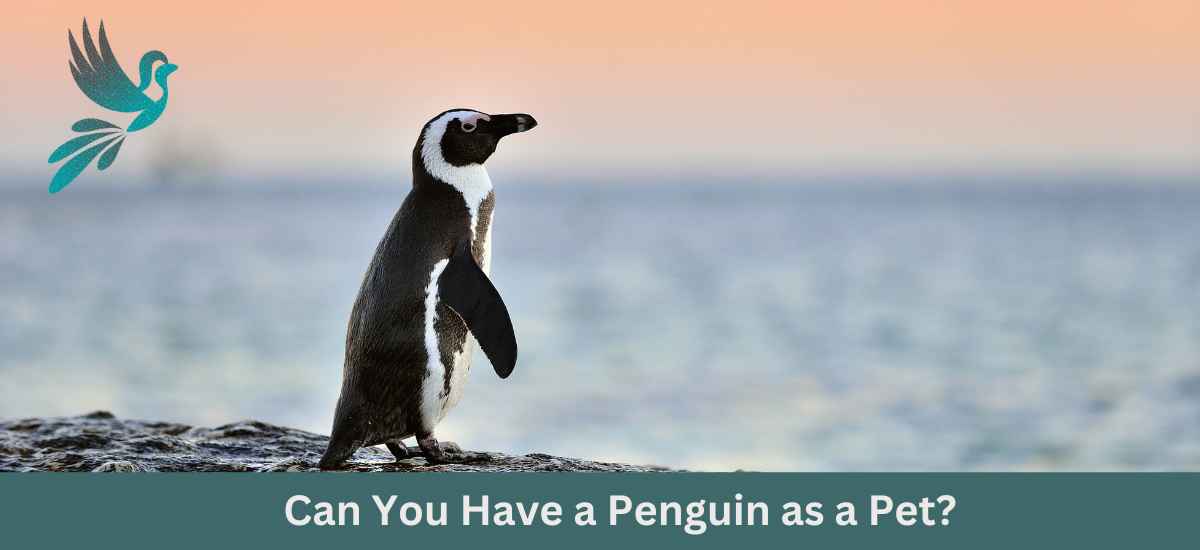 Can You Have a Penguin as a Pet?