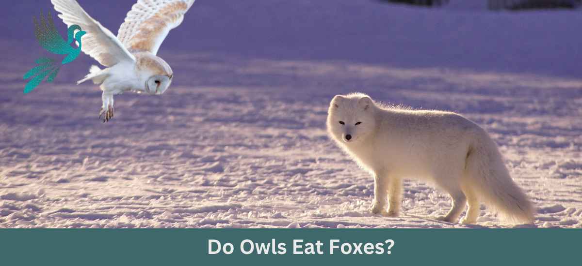 Do Owls Eat Foxes?