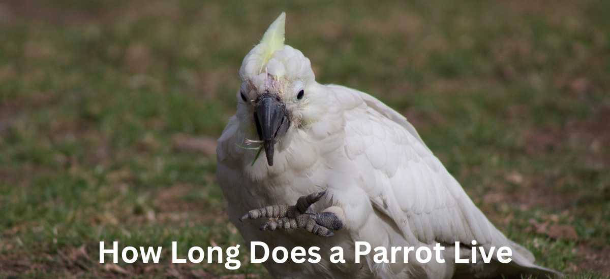 Discover the Answer: How Long Does a Parrot Live