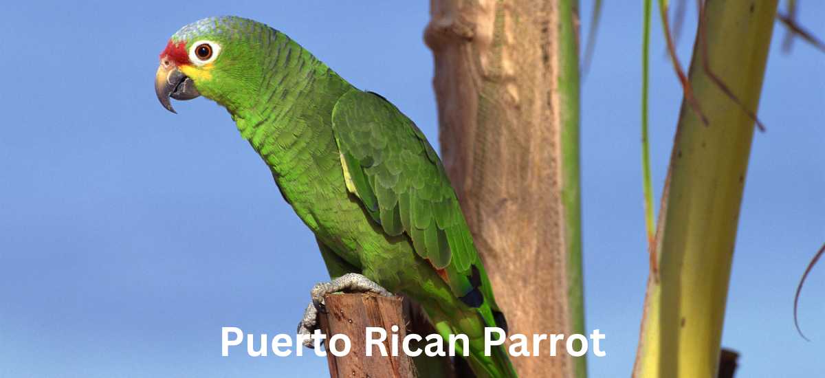 The Majestic Puerto Rican Parrot: A National Treasure