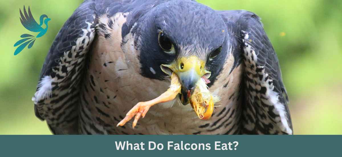 Feasting on Prey: What Do Falcons Eat?