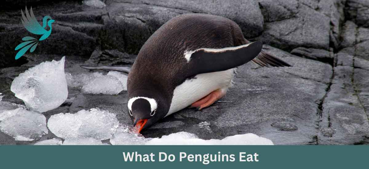 What Do Penguins Eat
