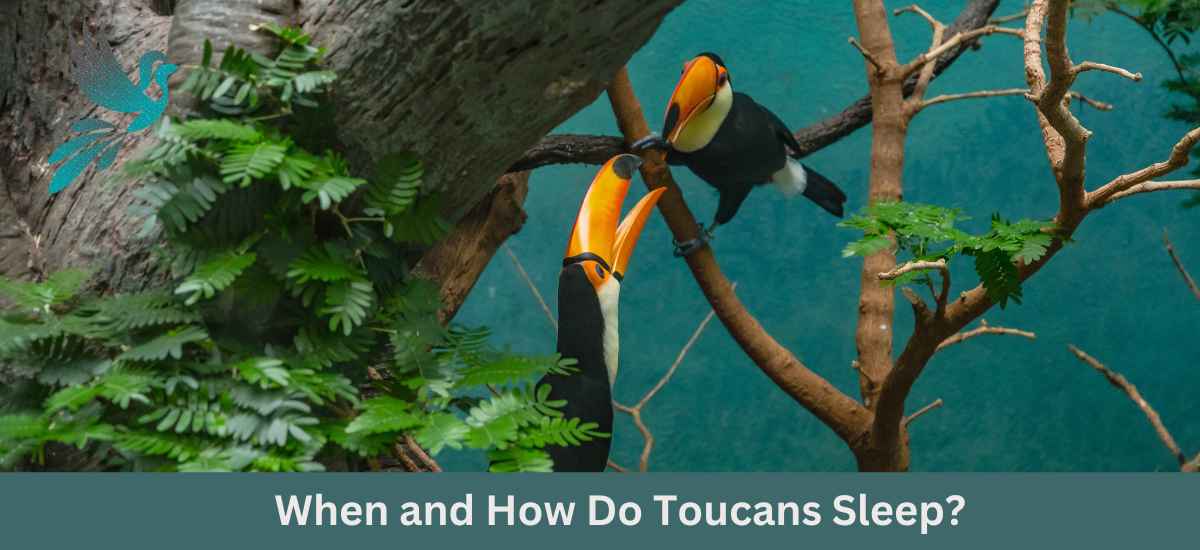 When and How Do Toucans Sleep? Uncovering the Surprising Habits of These Colorful Birds