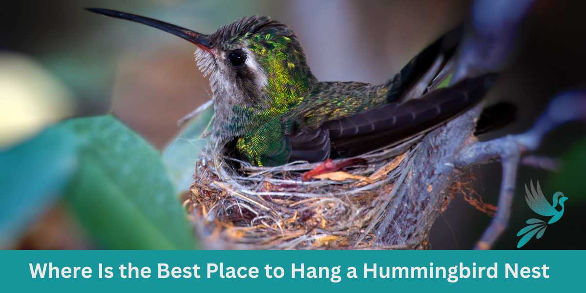 Where Is the Best Place to Hang a Hummingbird Nest?