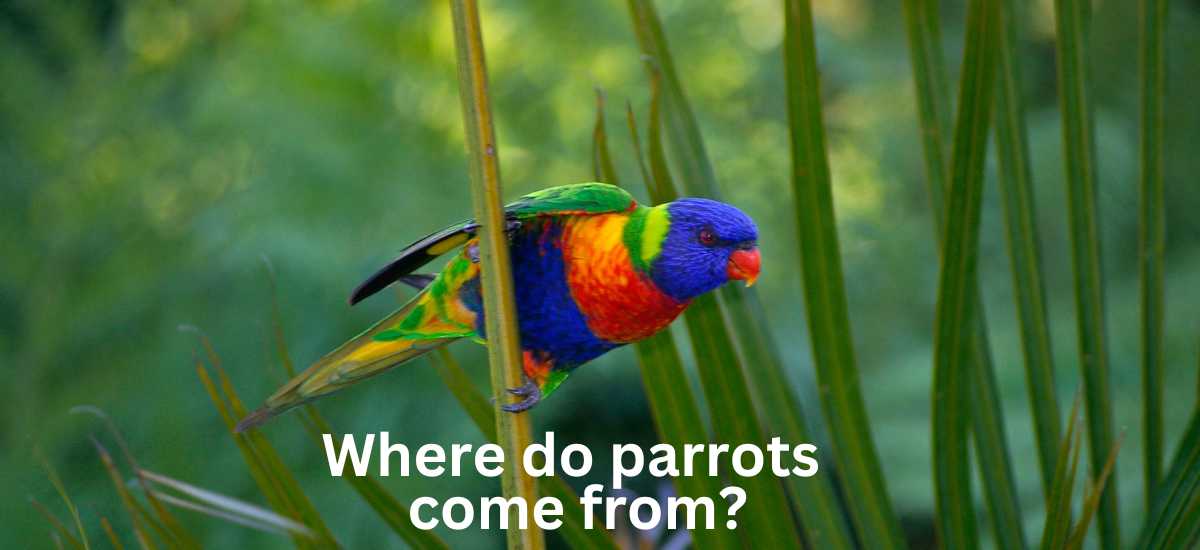 Discover the World of Parrots: Where Do Parrots Come From?