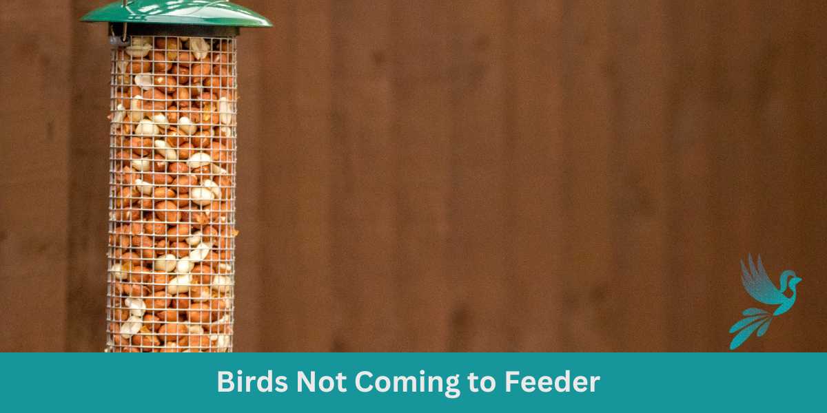 Are You Making These Mistakes? Reasons Why Birds Not Coming to Feeder