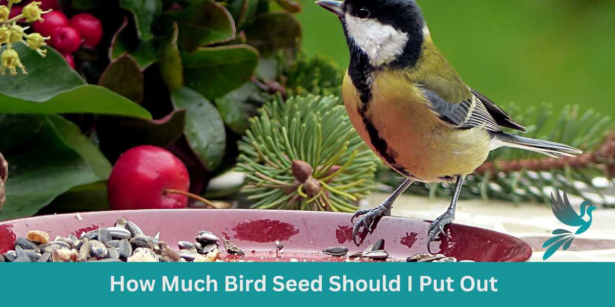 Getting It Right: How Much Bird Seed Should I Put Out?
