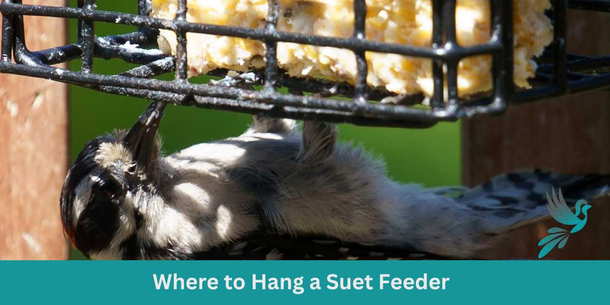 Where to Hang a Suet Feeder for Optimal Bird Watching