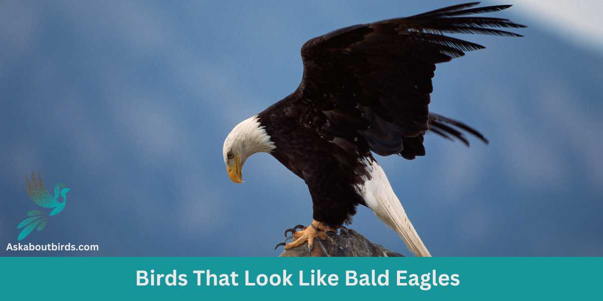 Birds That Look Like Bald Eagles: (14 Types)