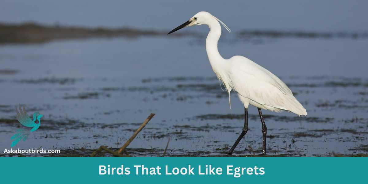 Egret Equivalents: 11 Birds That Look Like Egrets