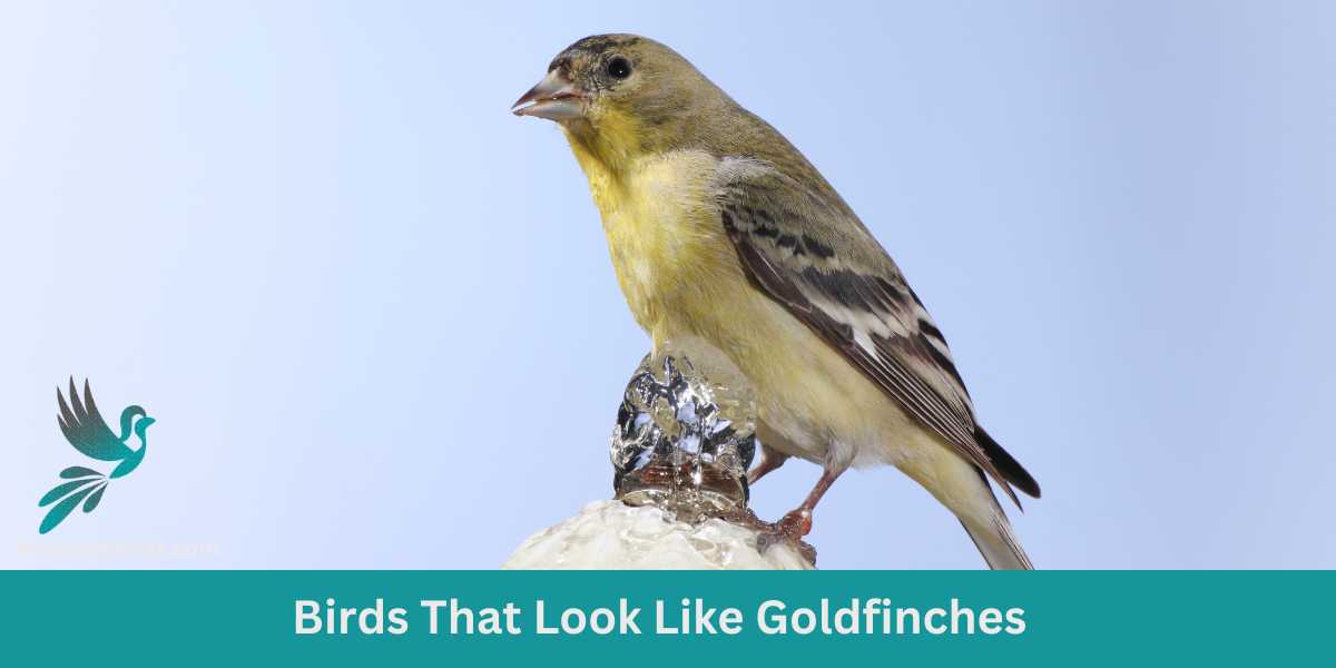 The Golden Clones: 13 Birds That Look Like Goldfinches