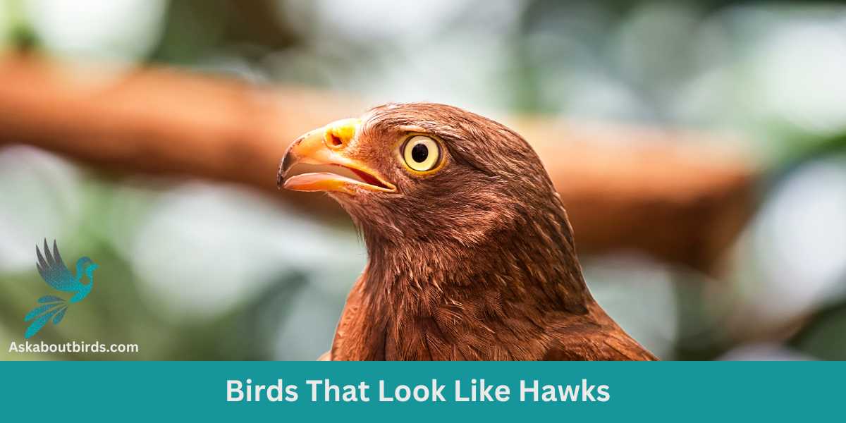 Sky Impersonators: 11 Birds That Look Like Hawks