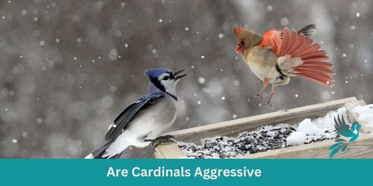 Are Cardinals Aggressive: Red Feathers, Fiery Tempers?