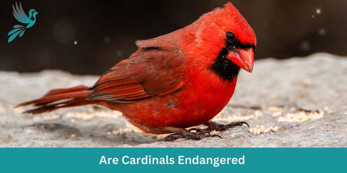 Are Cardinals Endangered