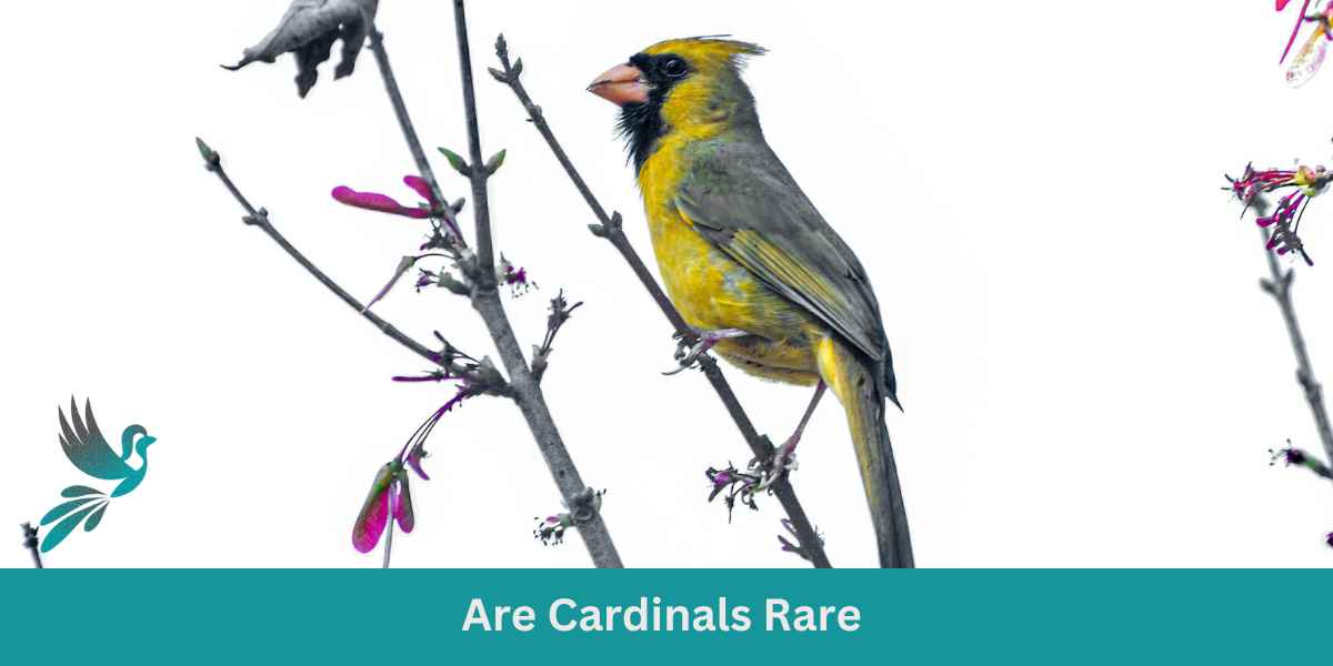 Are Cardinals Rare
