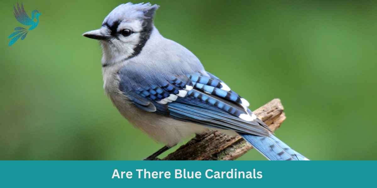 Are There Blue Cardinals