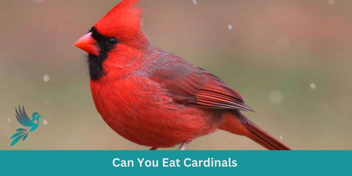 Can You Eat Cardinals