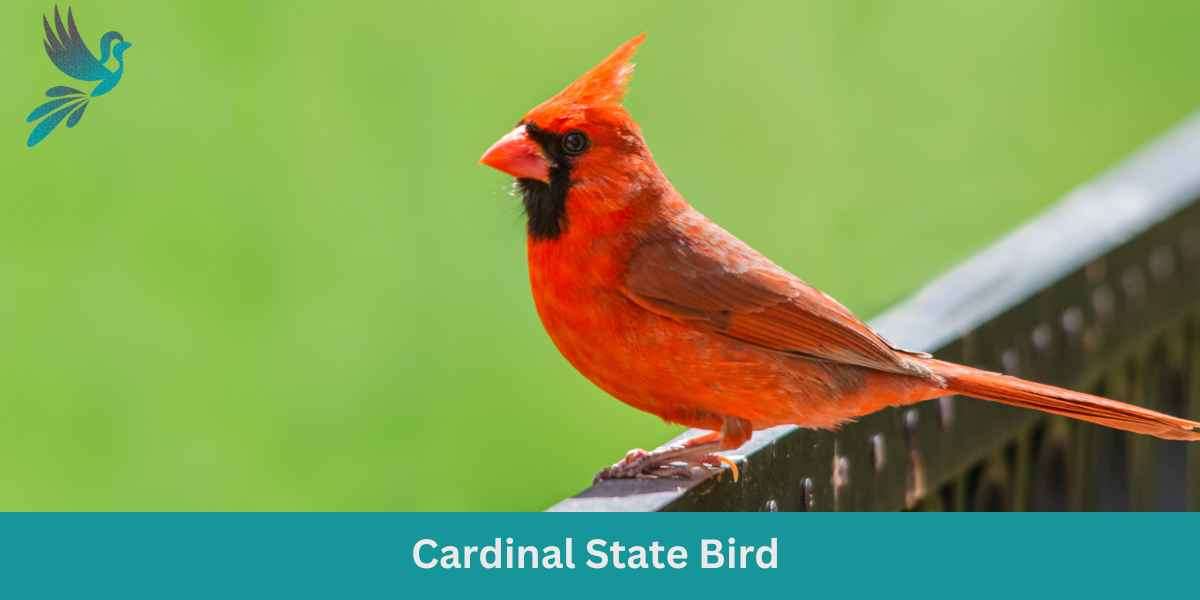 Cardinal State Bird