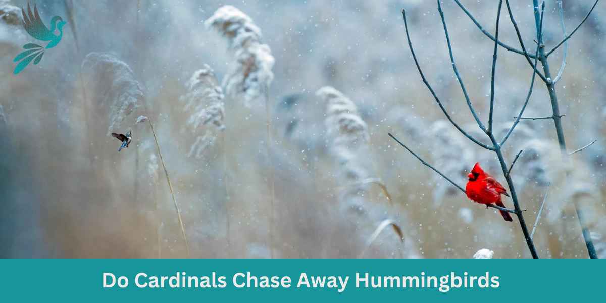 Do Cardinals Chase Away Hummingbirds