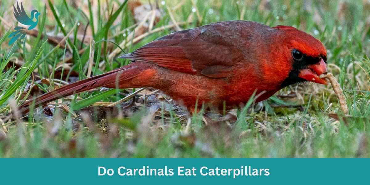 Do Cardinals Eat Caterpillars