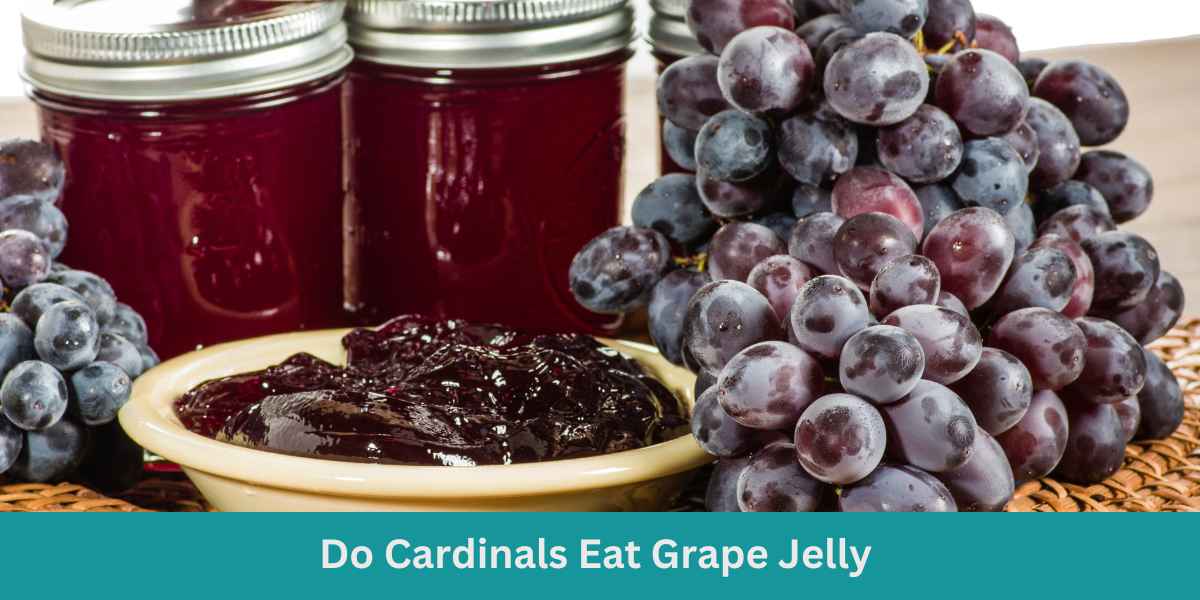 Do Cardinals Eat Grape Jelly