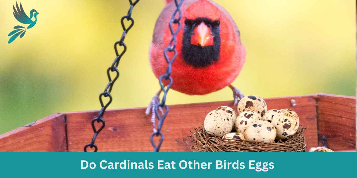 Do Cardinals Eat Other Birds Eggs