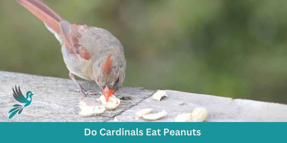 Do Cardinals Eat Peanuts