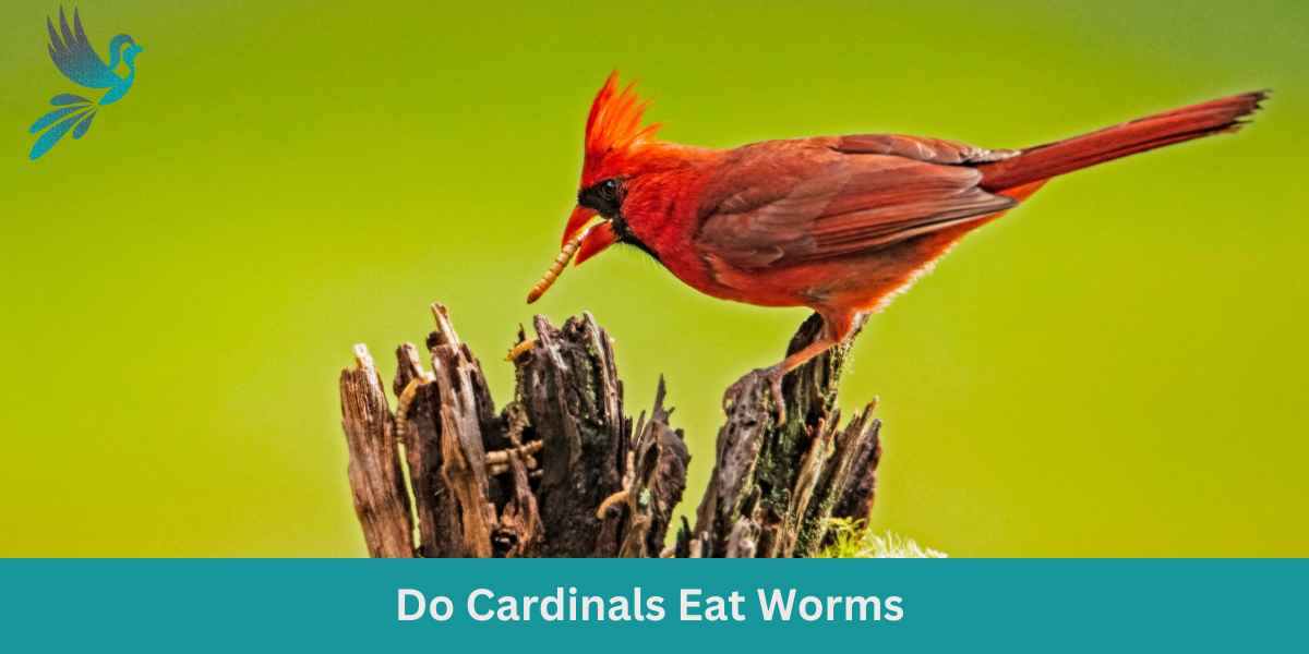 Do Cardinals Eat Worms