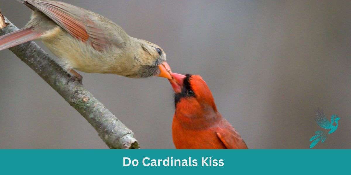 The Secret Cardinal Ritual: Do Cardinals Kiss?