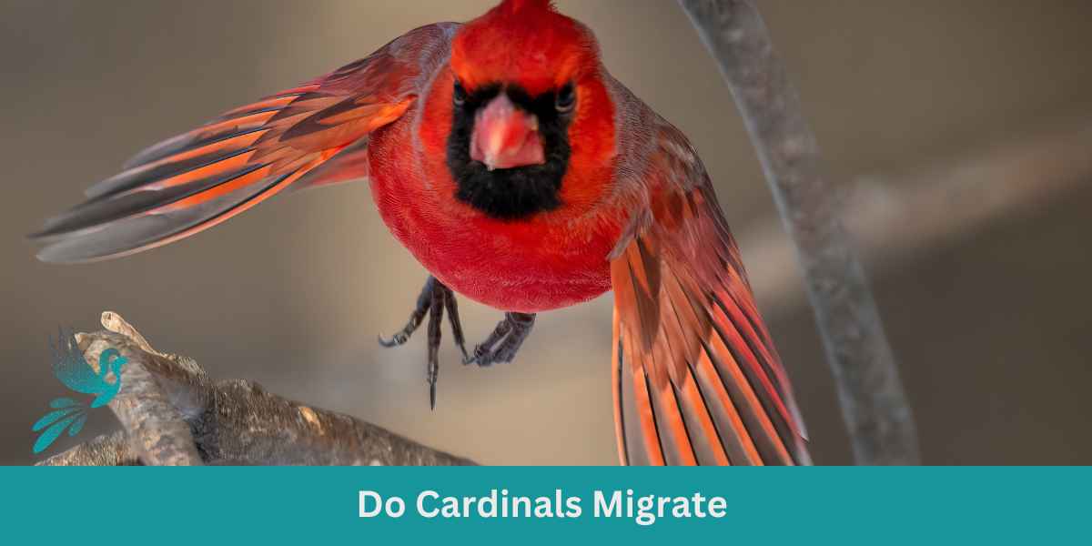 Do Cardinals Migrate