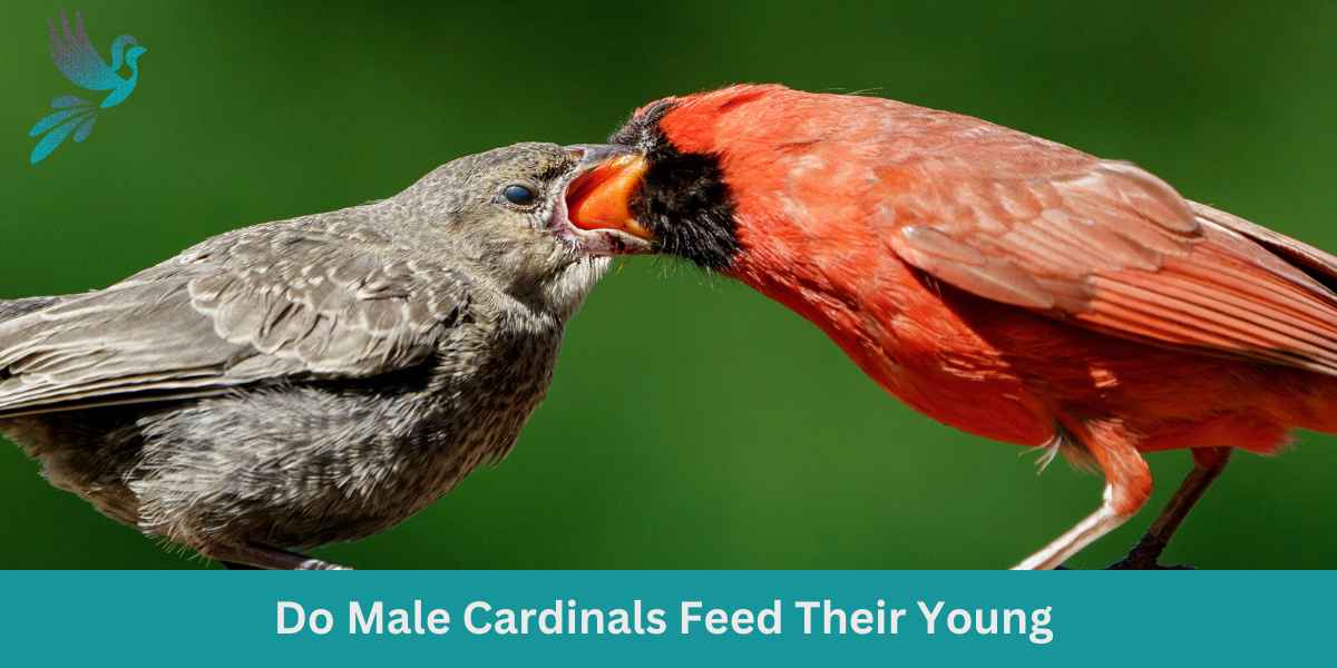 Do Male Cardinals Feed Their Young
