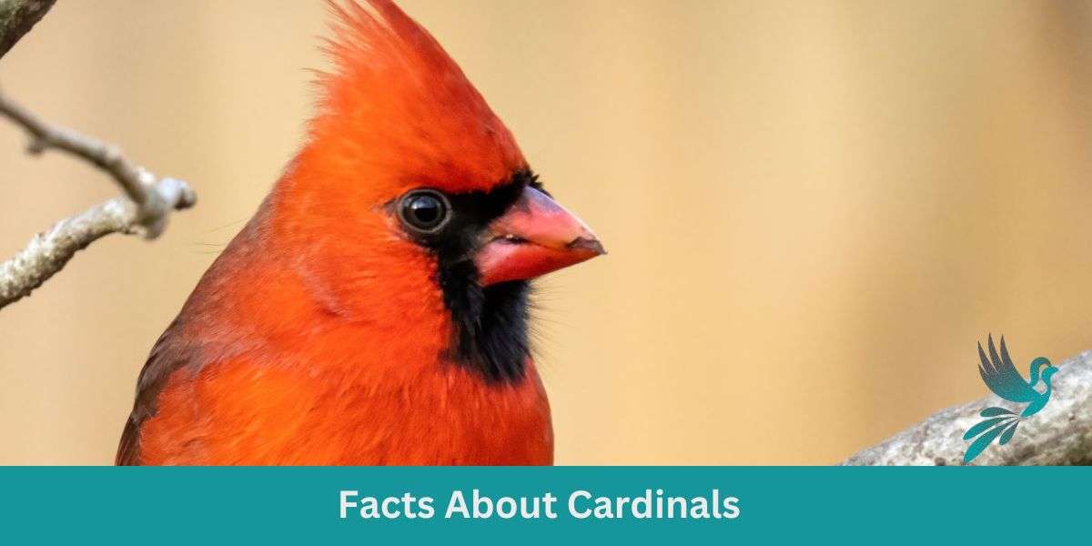 Scarlet Secrets: Unraveling Facts About Cardinals