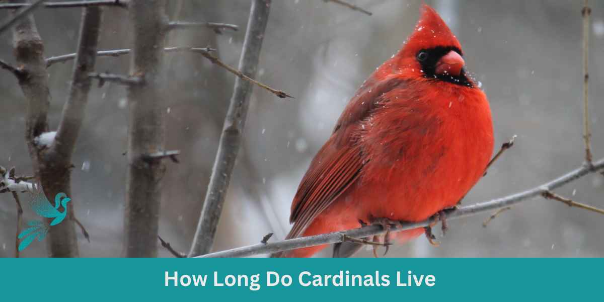 How Long Do Cardinals Live