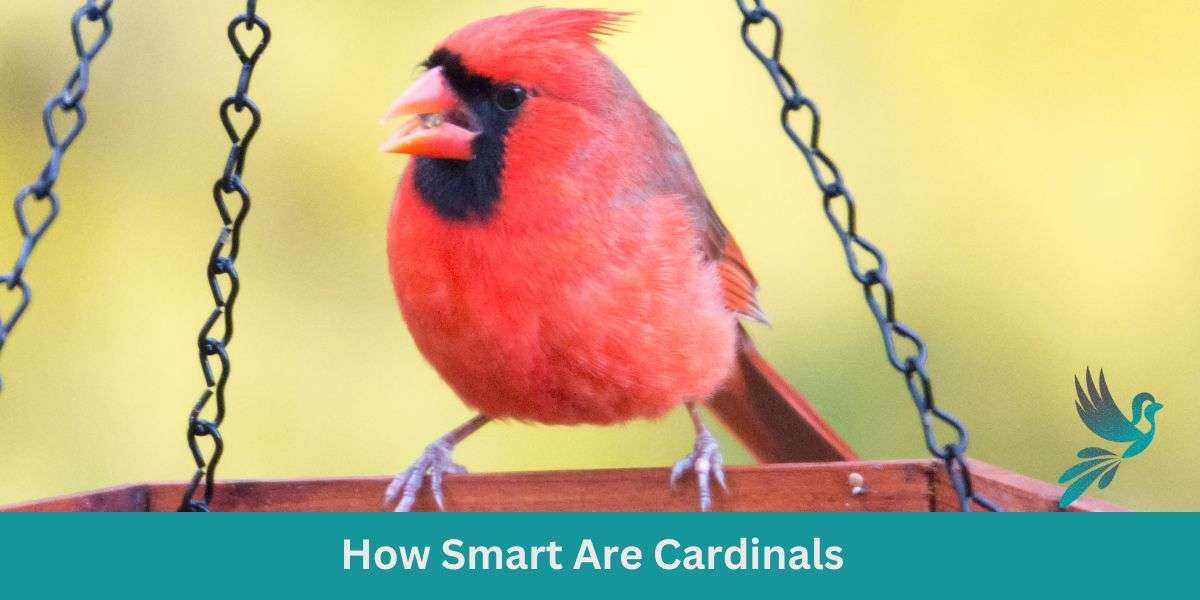How Smart Are Cardinals: Crimson Cognition