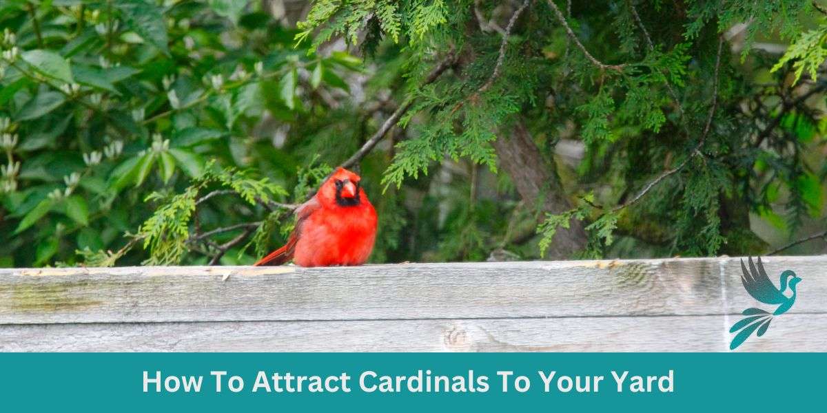 How To Attract Cardinals To Your Yard: Beckoning the Scarlet Songbirds