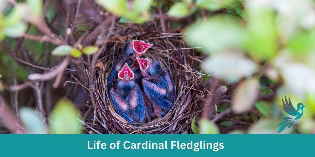 The Life of Cardinal Fledglings