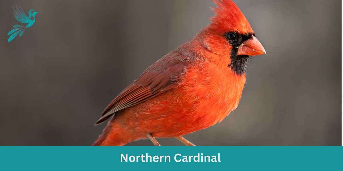 Northern Cardinal