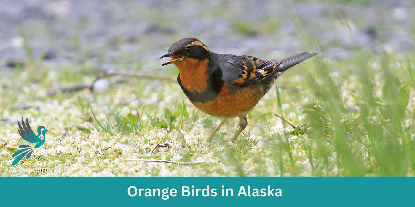 10 Orange Birds in Alaska (+ Free Photo Guide)