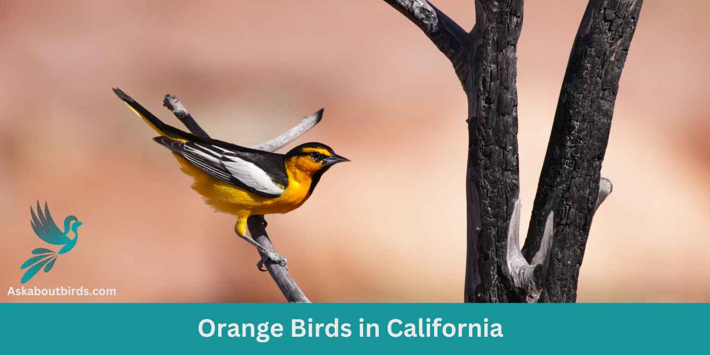 10 Orange Birds in California (+Free Photo Guide)
