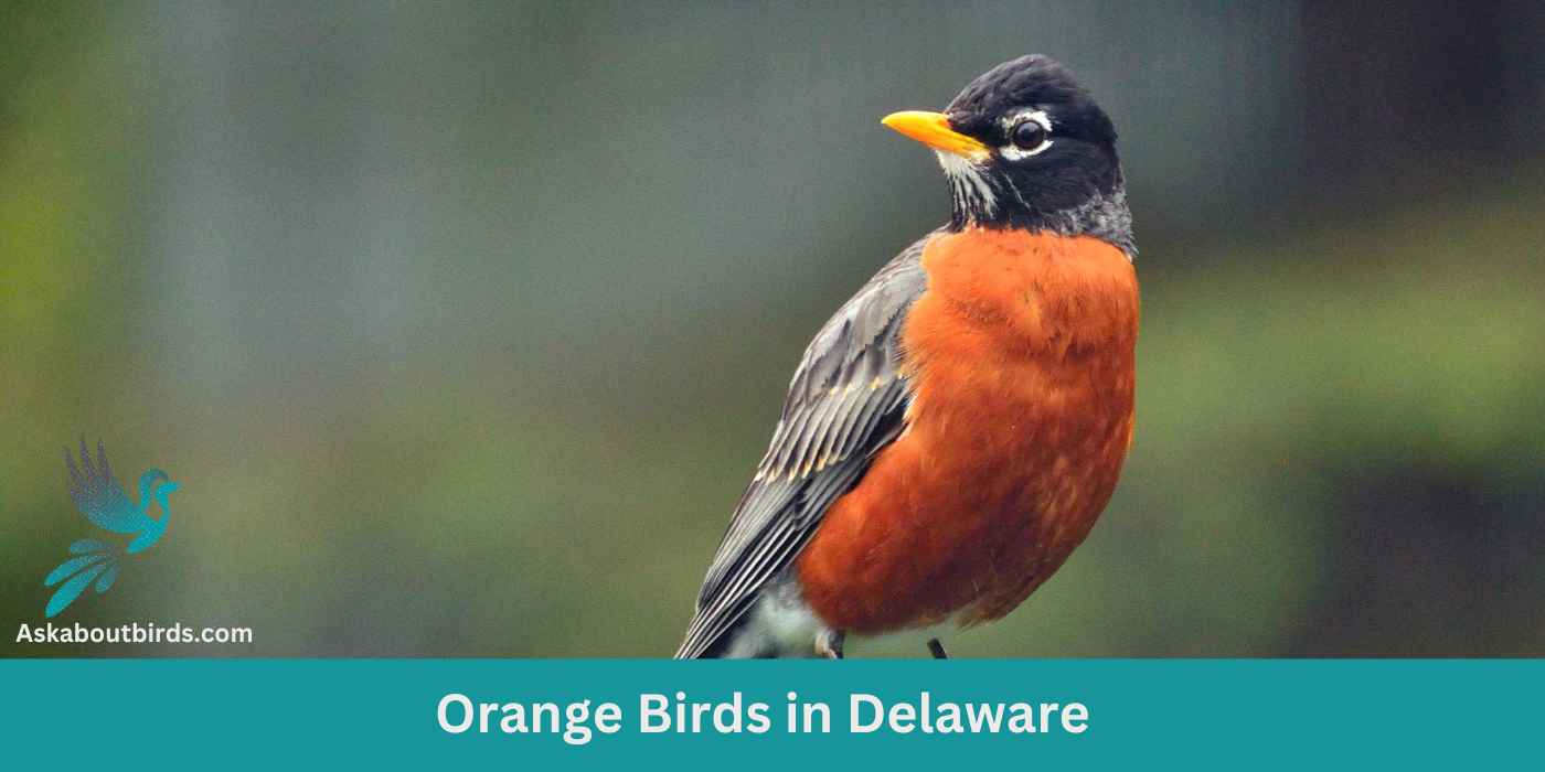 10 Orange Birds in Delaware (+Free Photo Guide)