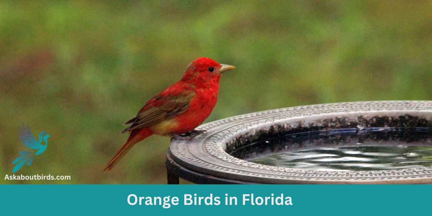 9 Orange Birds in Florida (+Free Photo Guide)