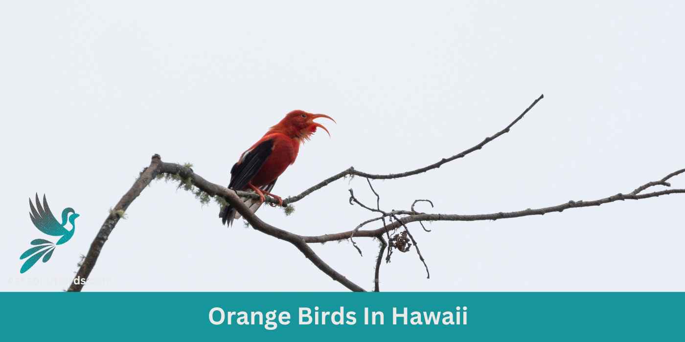 8 Orange Birds In Hawaii ( +Free Photo Guide)
