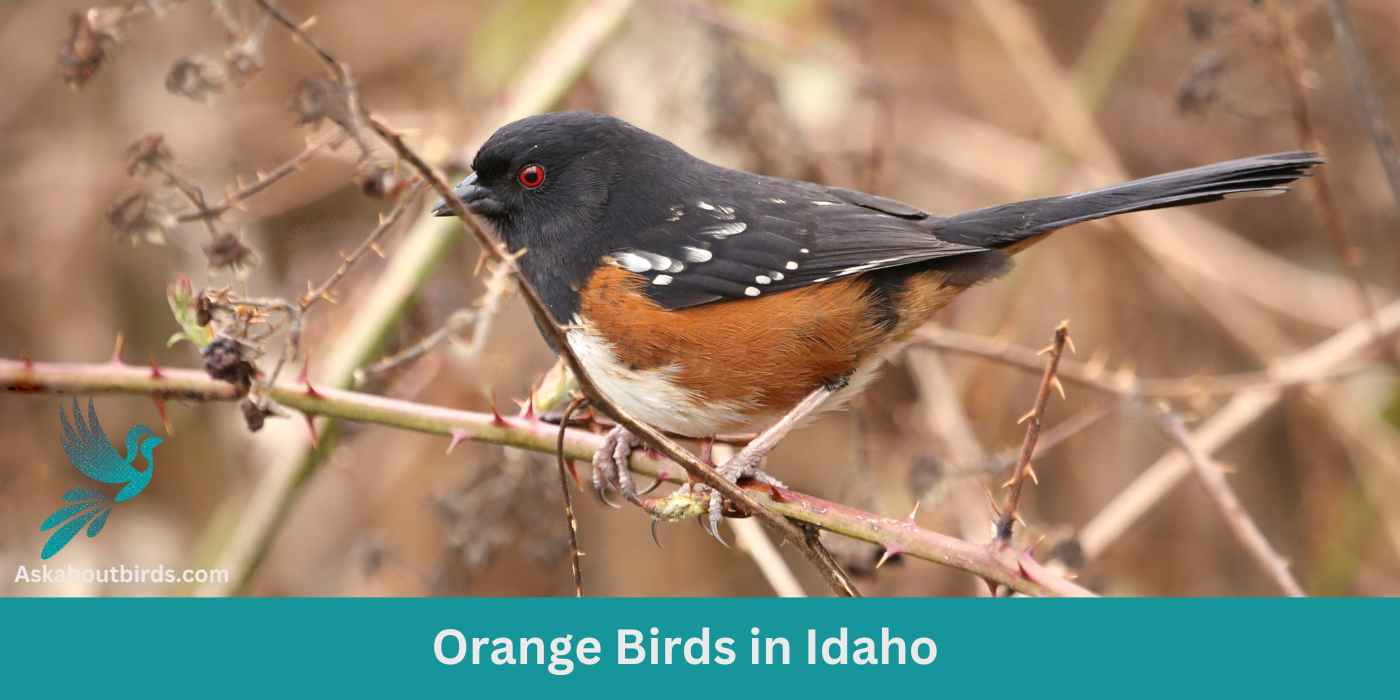 9 Orange Birds In Idaho (+Free Photo Guide)