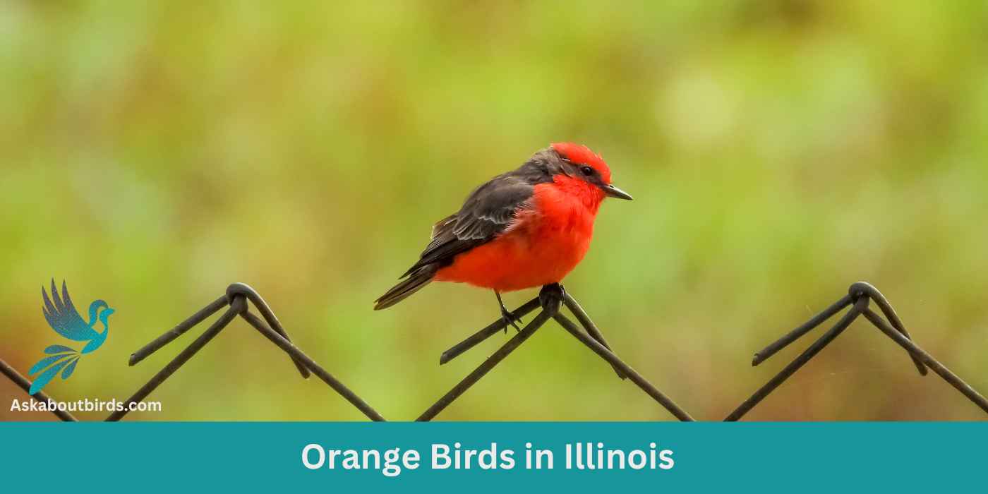 11 Orange Birds In Illinois (+Free Guide Photo)