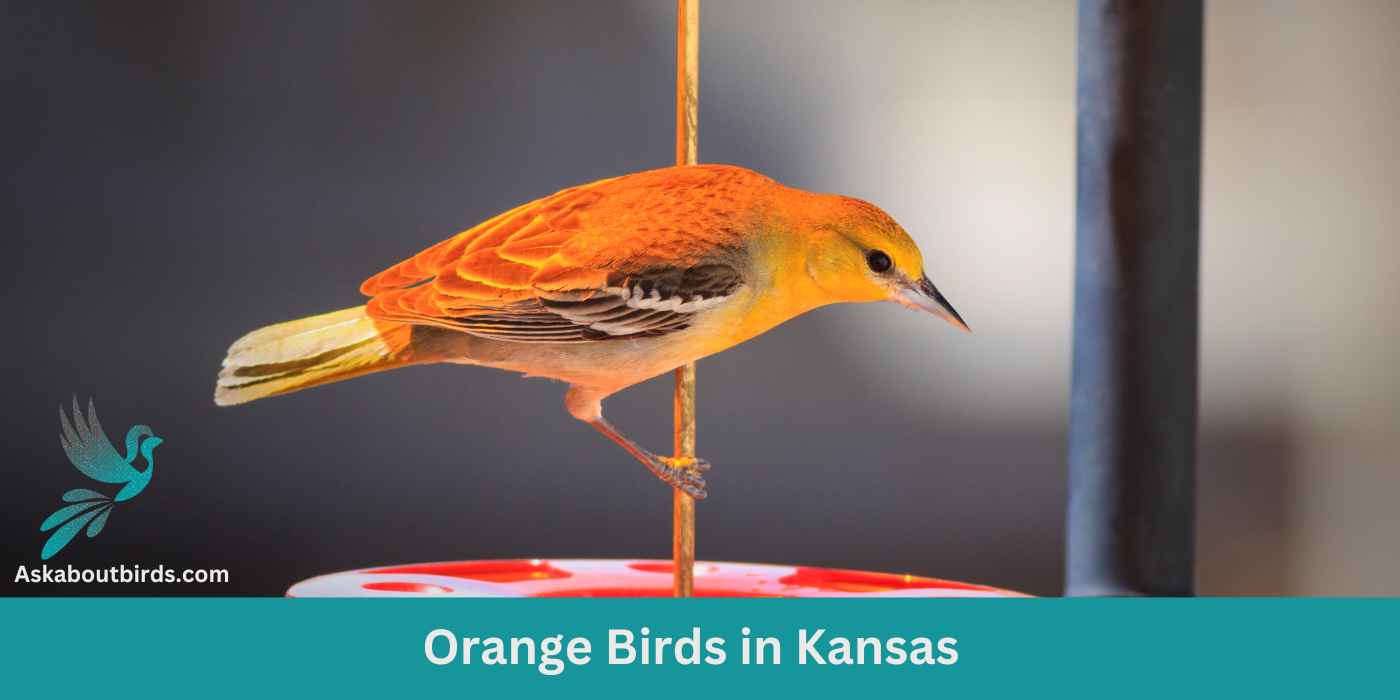 11 Orange Birds in Kansas (+Free Photo Guide)