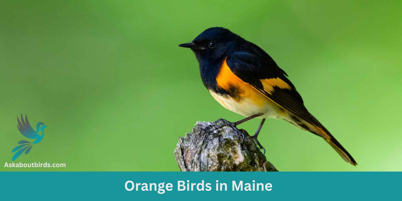 8 Orange Birds in Maine (+Free Photo Guide)